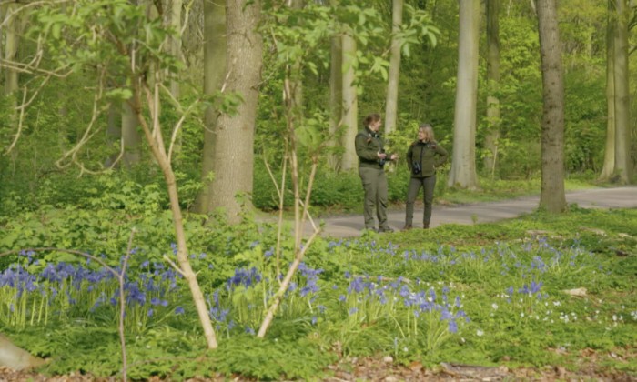 een Haagse bos met bijzondere voorjaarspaddenstoelen