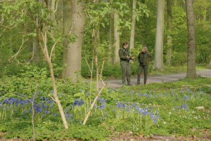 een Haagse bos met bijzondere voorjaarspaddenstoelen