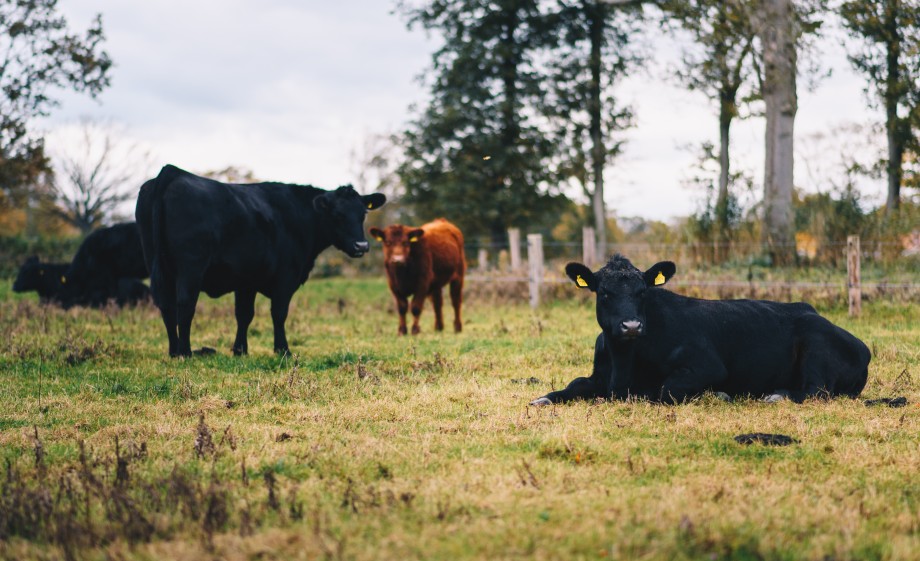 Koeien in het Reggedal | Foto: Marjon Lukje