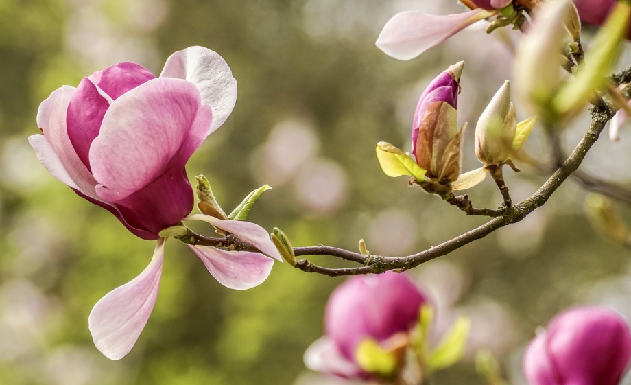 Magnolia | Foto: Pixabay