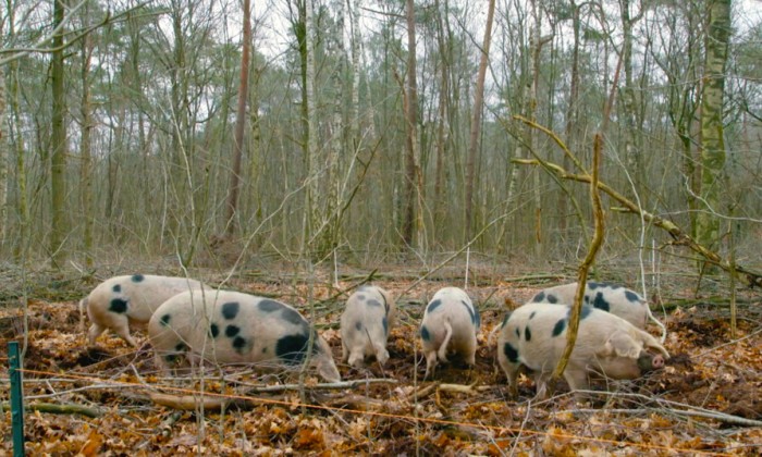 In het Arnhemse bos helpen varkens met het beheren van de natuur
