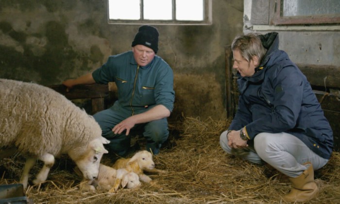 Leon proeft schapenkaas op Texel tussen talrijke net geboren lammetjes